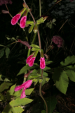 Salvia buchananii RCP08-07 252.jpg